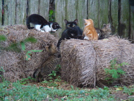 2010 06-Kittens Fredricksburg Texas
